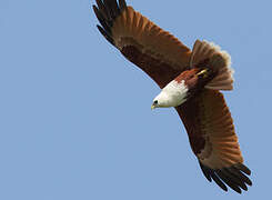 Brahminy Kite