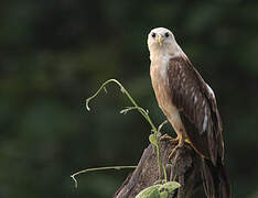 Brahminy Kite