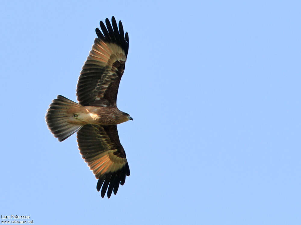 Brahminy Kiteimmature, pigmentation, Flight