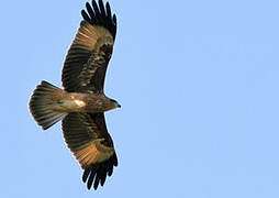 Brahminy Kite