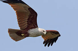 Brahminy Kite