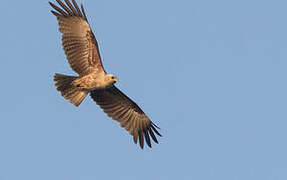 Brahminy Kite