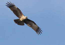 Brahminy Kite