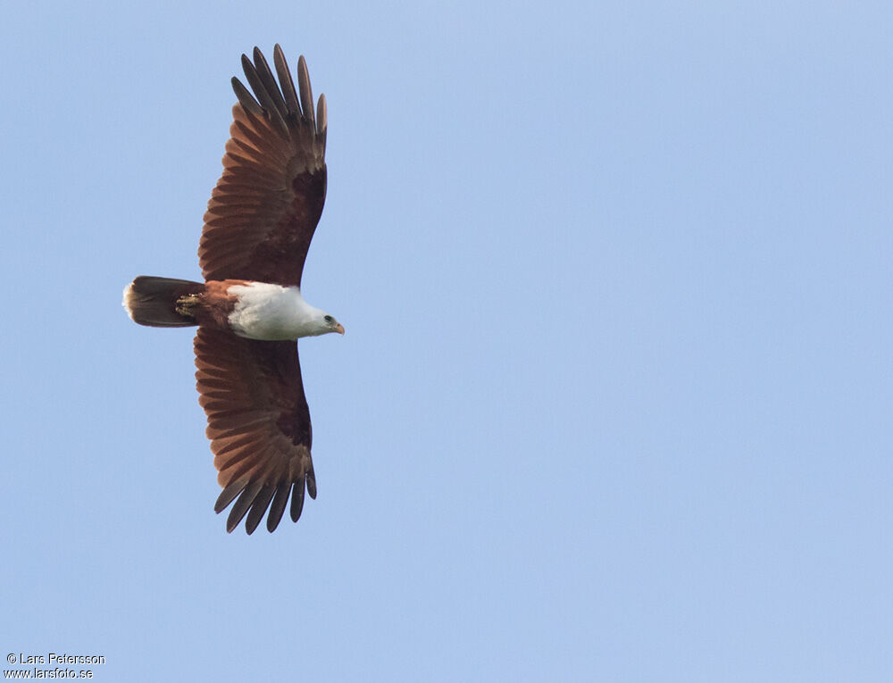 Brahminy Kite