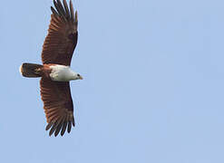 Brahminy Kite