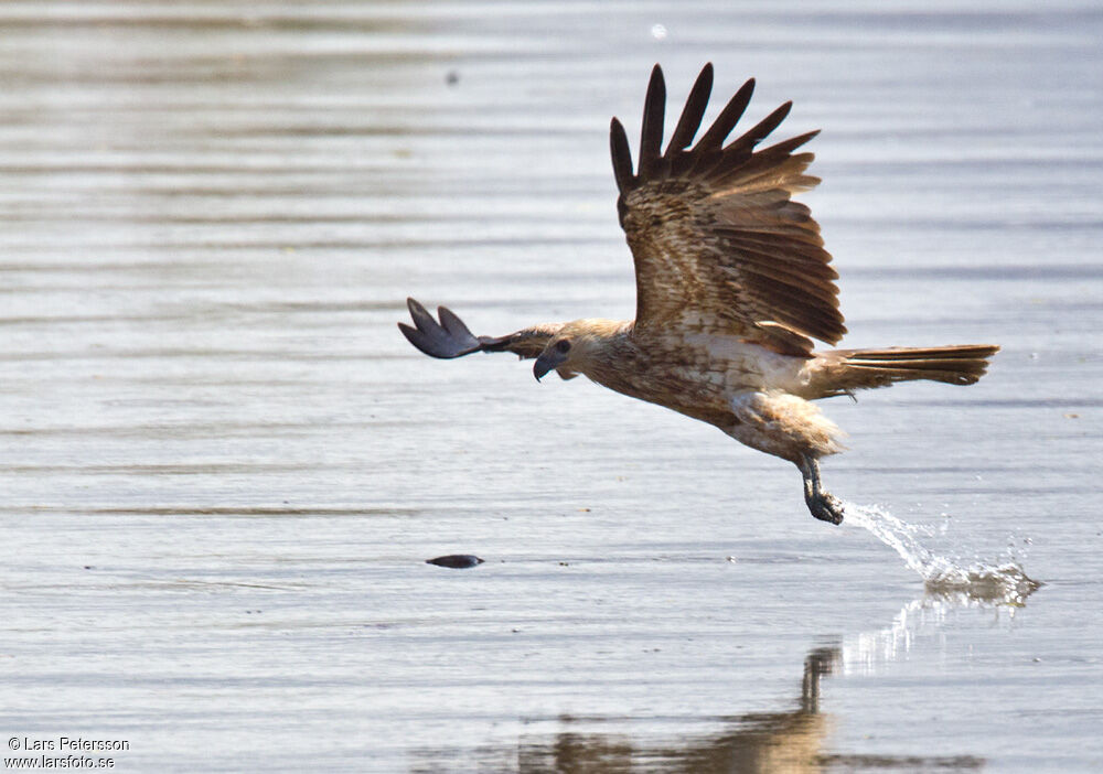 Whistling Kite