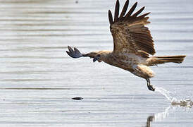 Whistling Kite