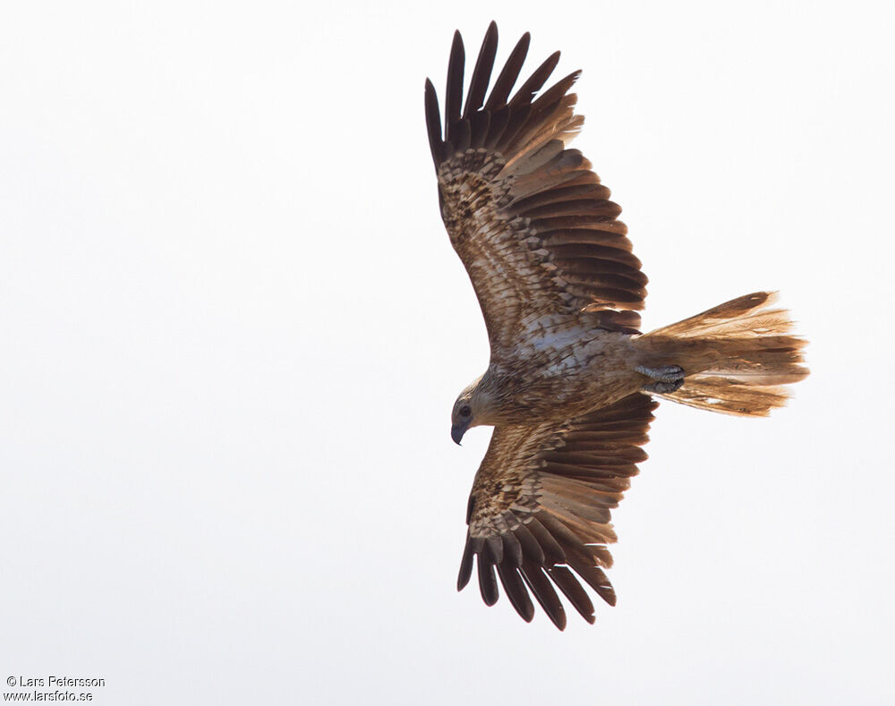 Whistling Kite