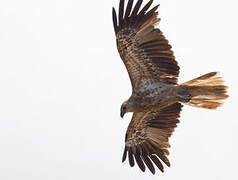 Whistling Kite