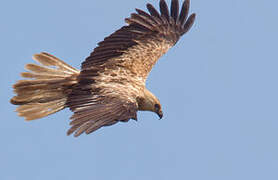 Whistling Kite