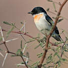 Minivet à ventre blanc