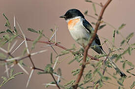 White-bellied Minivet