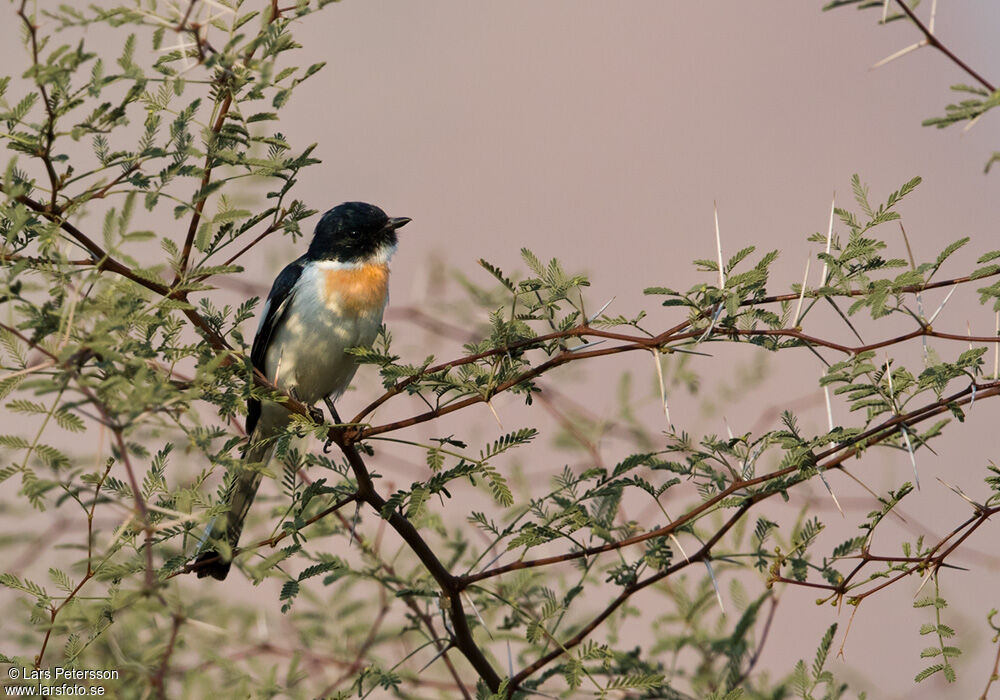 White-bellied Minivet