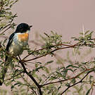 Minivet à ventre blanc