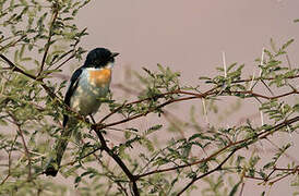 White-bellied Minivet