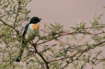 Minivet à ventre blanc