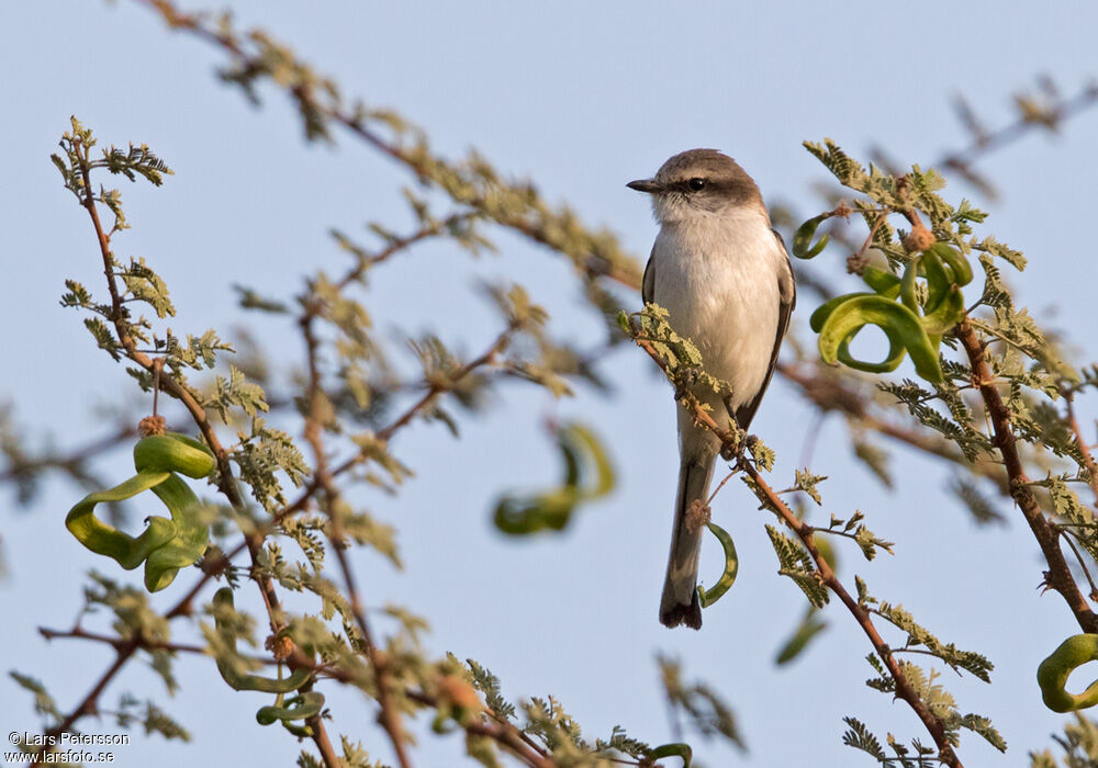 White-bellied Minivet