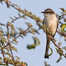 Minivet à ventre blanc