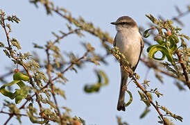 Minivet à ventre blanc