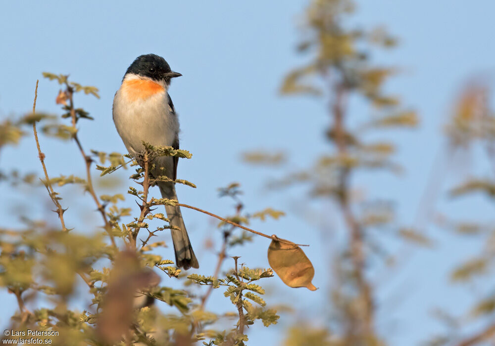 Minivet à ventre blanc