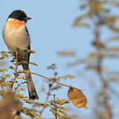Minivet à ventre blanc