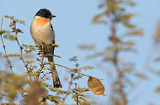 Minivet à ventre blanc