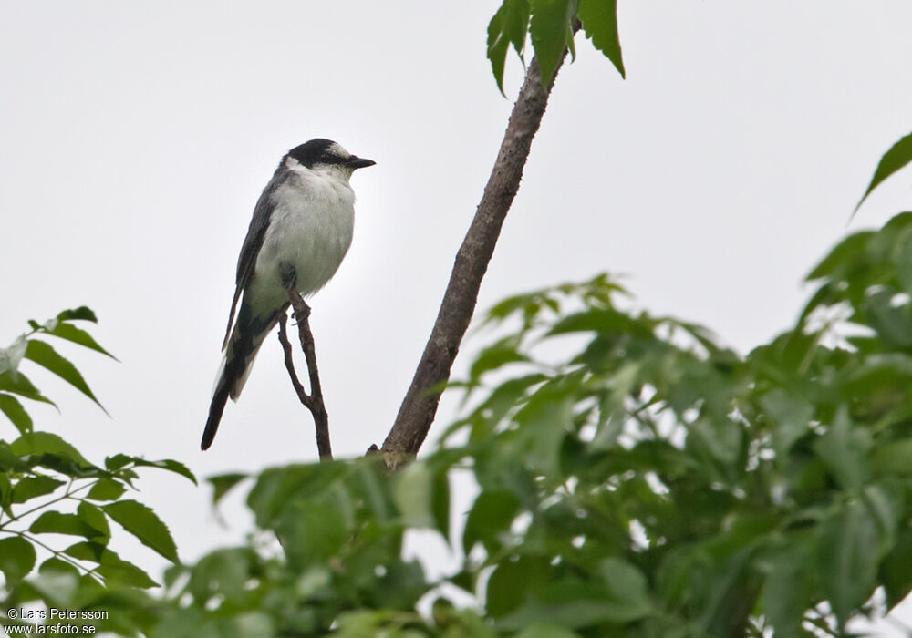 Minivet cendré