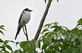 Minivet cendré