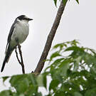 Minivet cendré