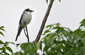 Ashy Minivet