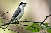 Minivet cendré