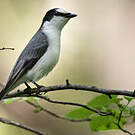 Minivet cendré