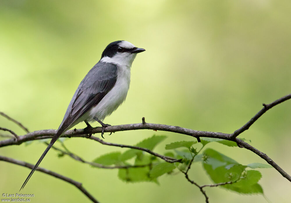 Minivet cendré