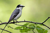 Minivet cendré