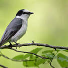 Minivet cendré