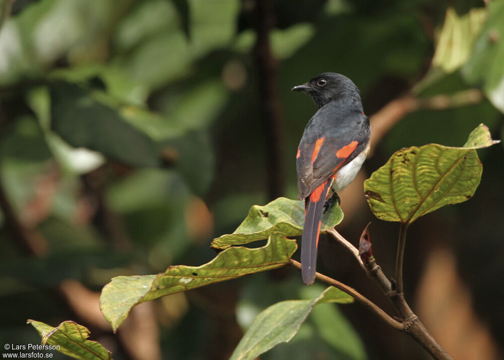 Minivet de Sumbawa