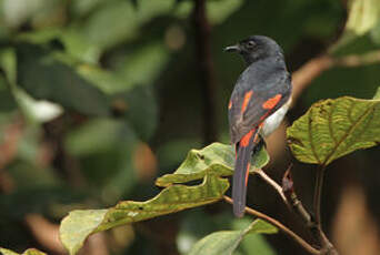 Minivet de Sumbawa