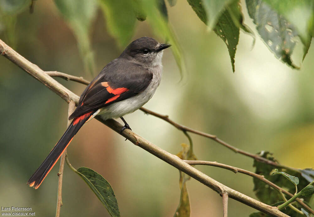 Little Minivet female adult, identification