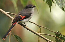 Little Minivet