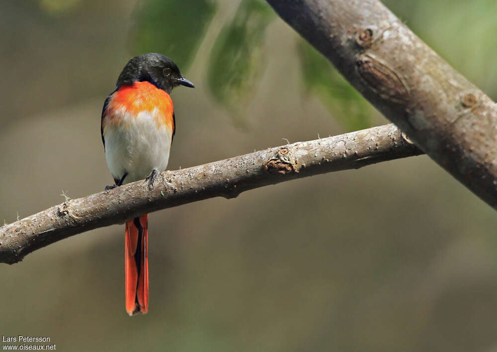 Minivet de Sumbawa mâle adulte, identification