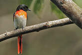 Minivet de Sumbawa