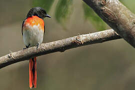 Little Minivet