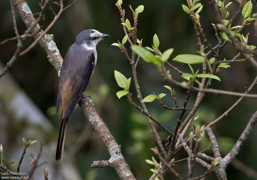 Minivet de Swinhoe mâle adulte, habitat, pigmentation