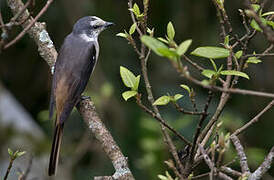 Swinhoe's Minivet