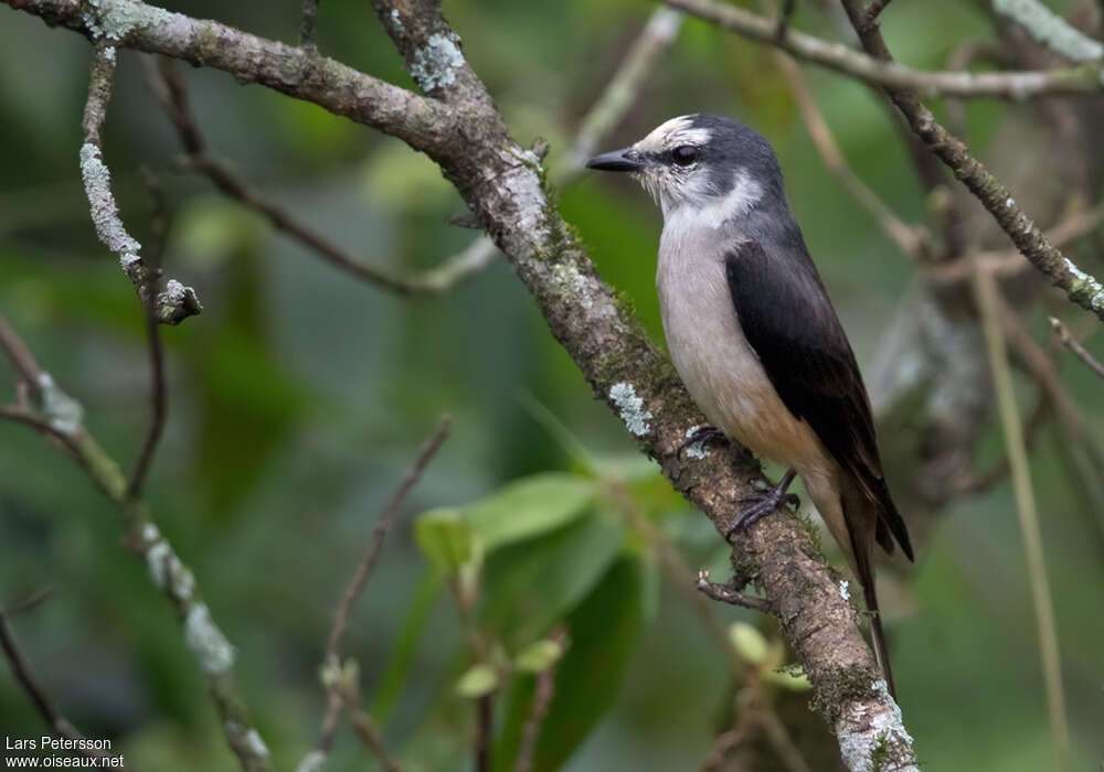 Swinhoe's Minivet male adult, identification