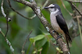 Swinhoe's Minivet