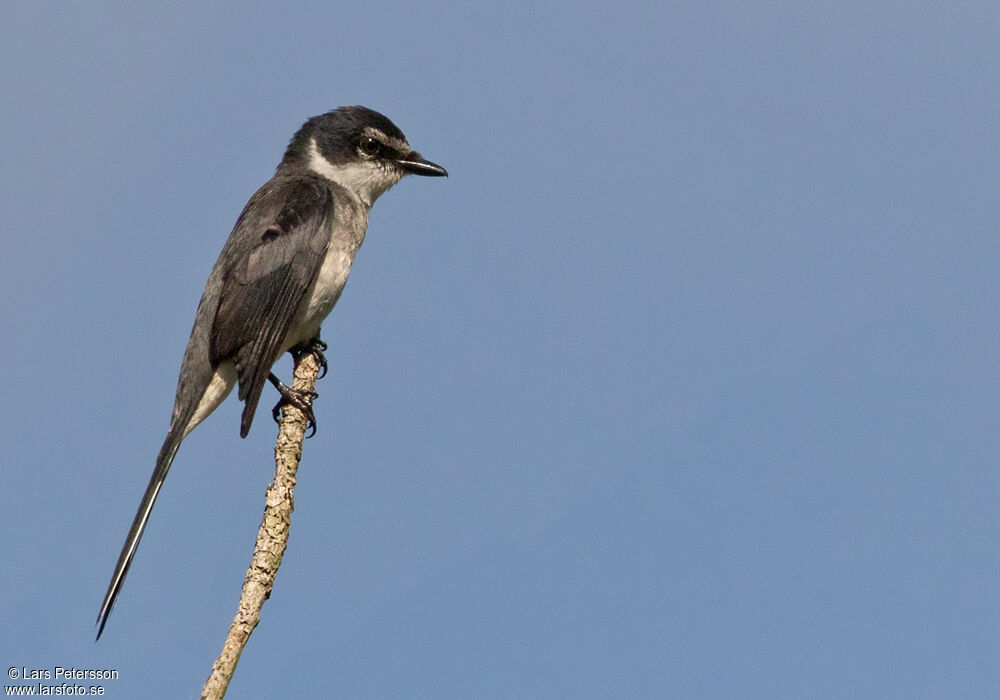 Minivet des Ryu Kyu