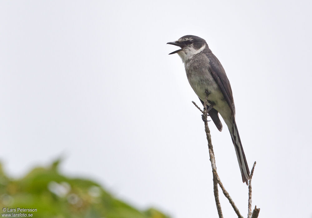 Minivet des Ryu Kyu