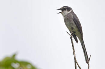 Minivet des Ryu Kyu