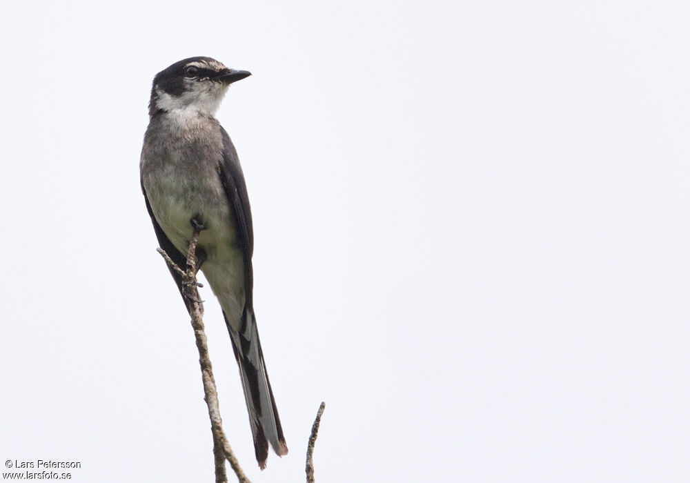 Ryukyu Minivet